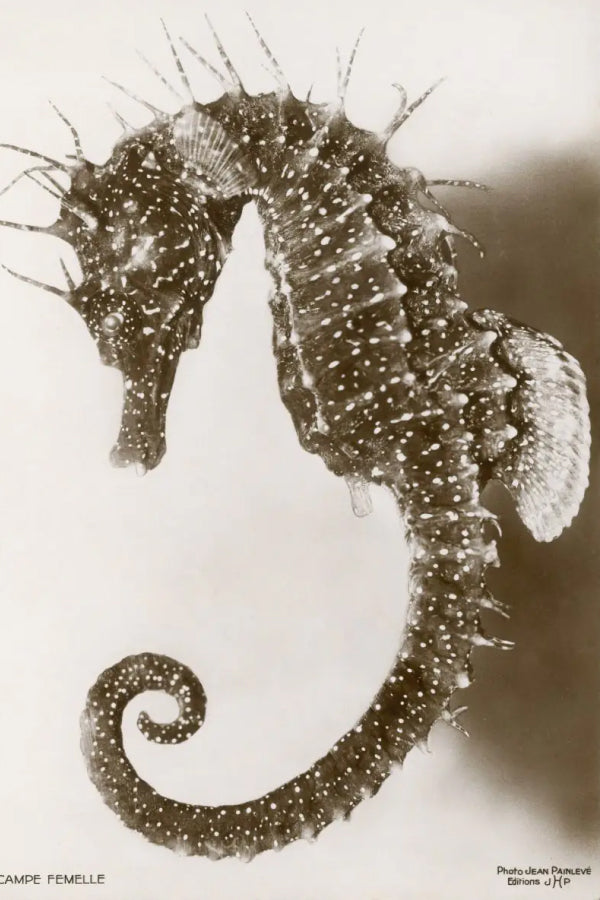 Exposition Pont Aven, Jean Painlevé